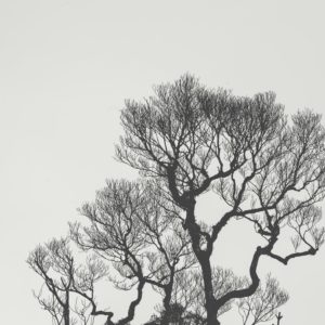 Cutting Down Trees – A Simple Guide