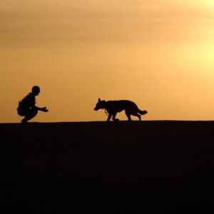 Picking The Most Reliable Dog Walker For Your Beloved Pet