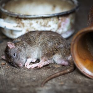 Dealing With Pests At Home – A Comprehensive Guide You Should Read