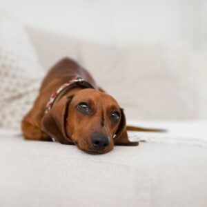 Reasons to Buy Your Dog a Comfortable Bed – Recommended Options to Consider