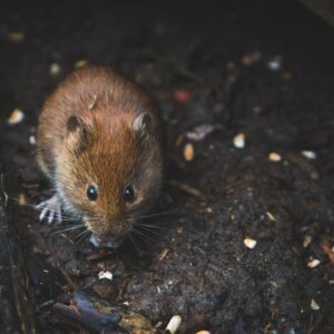 How to Effectively Remove Mice from Your Home and Its Importance