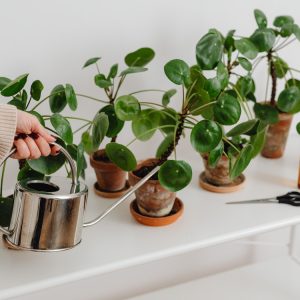 How Grow Bags Promote Maximum Growth