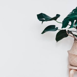 Top 10 Facts About Houseplants