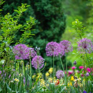 The Dos and Don’ts of Designing a Beautiful Garden