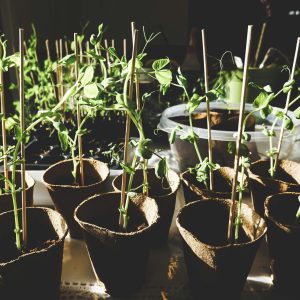 The Impact of Fabric Soil Pots on Your Garden