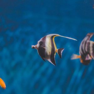 The Fascinating Life Cycle of Caridina Lava Tiger Shrimp