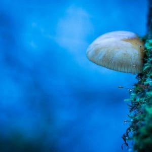 Forget Gardening Why Mushroom Growing Is The New Trend