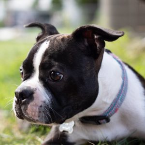 Is Mobile Grooming Right for Your Pet? Find Out Today