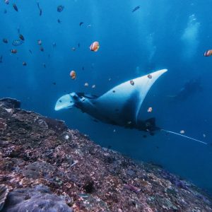 5 Travel Hacks for Affordable Manta Ray Adventures